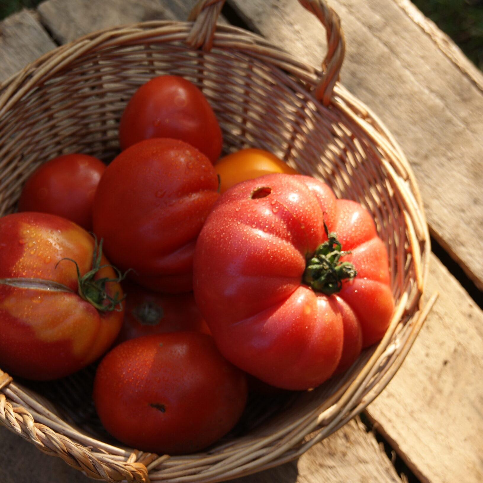 O pomidorach z BioBazaru