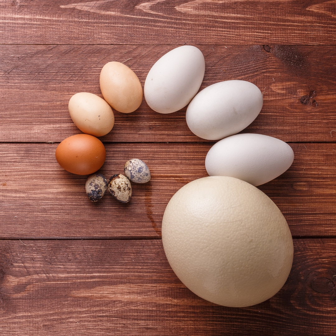 Jajka od kur z wolnego wybiegu – dlaczego warto?