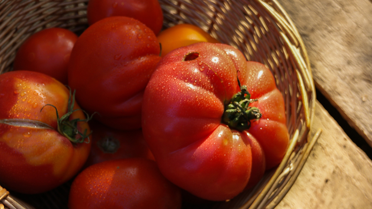 BioBazar_Popup_ebook-pomidory