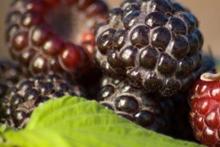 Czarna Malina: Małe Owoce, Wielkie Korzyści dla Zdrowia