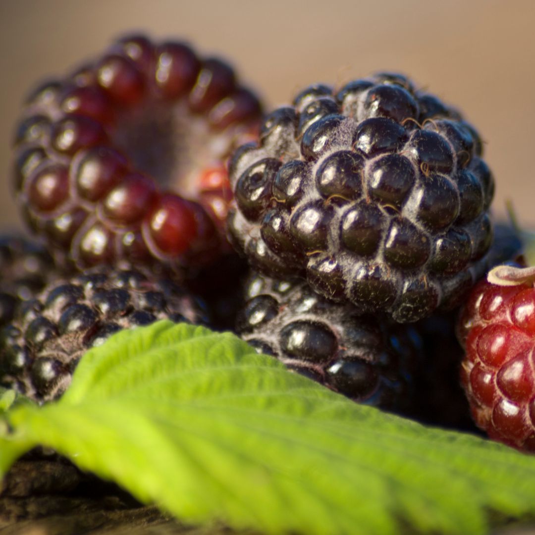 Czarna Malina: Małe Owoce, Wielkie Korzyści dla Zdrowia